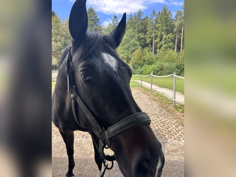 Deutsches Sportpferd Stute 4 Jahre 160 cm Dunkelbrauner in Oberbiberg