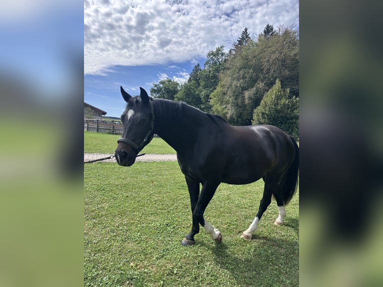 Deutsches Sportpferd Stute 4 Jahre 160 cm Dunkelbrauner in Oberbiberg