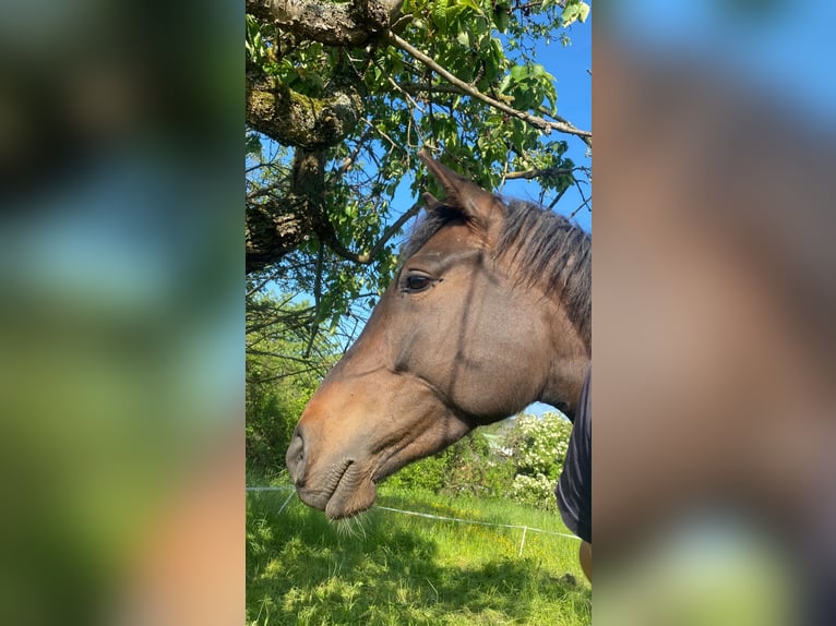 Deutsches Sportpferd Stute 4 Jahre 160 cm Dunkelbrauner in Zeulenroda - Triebes