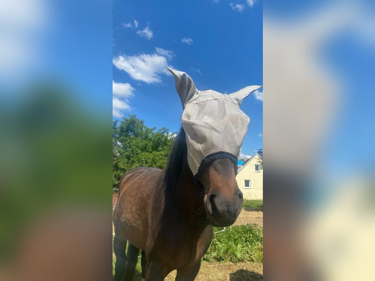Deutsches Sportpferd Stute 4 Jahre 160 cm Dunkelbrauner in Zeulenroda - Triebes