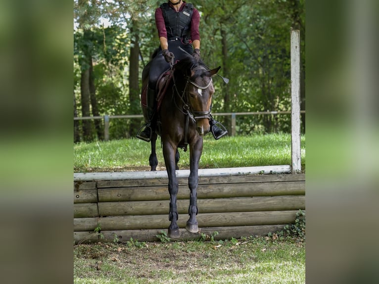 Deutsches Sportpferd Stute 4 Jahre 160 cm Dunkelbrauner in Aalen