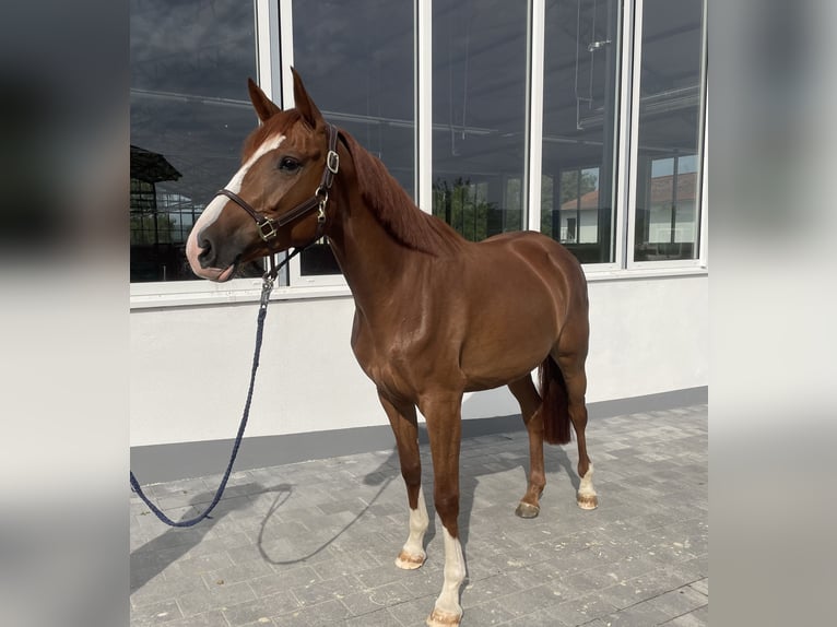 Deutsches Sportpferd Stute 4 Jahre 160 cm Fuchs in Dornburg