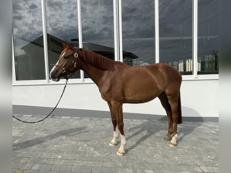 Deutsches Sportpferd Stute 4 Jahre 160 cm Fuchs in Dornburg