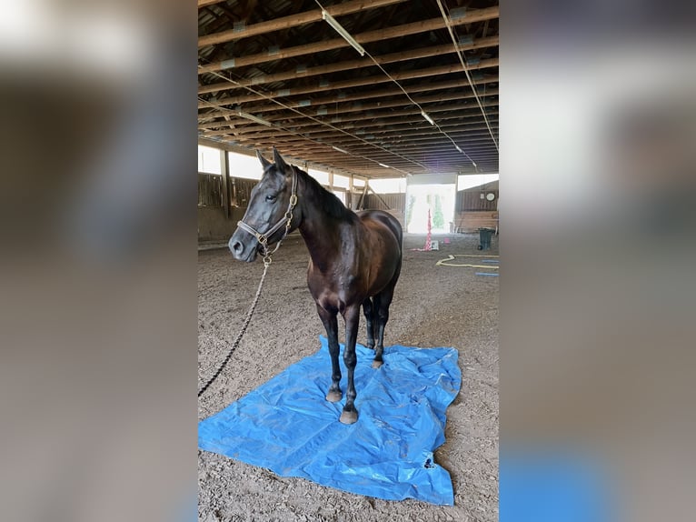 Deutsches Sportpferd Stute 4 Jahre 160 cm Rappe in Haarbach