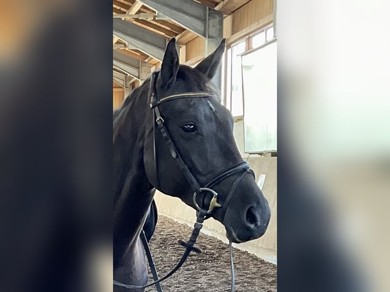 Deutsches Sportpferd Stute 4 Jahre 160 cm Rappe in Haarbach