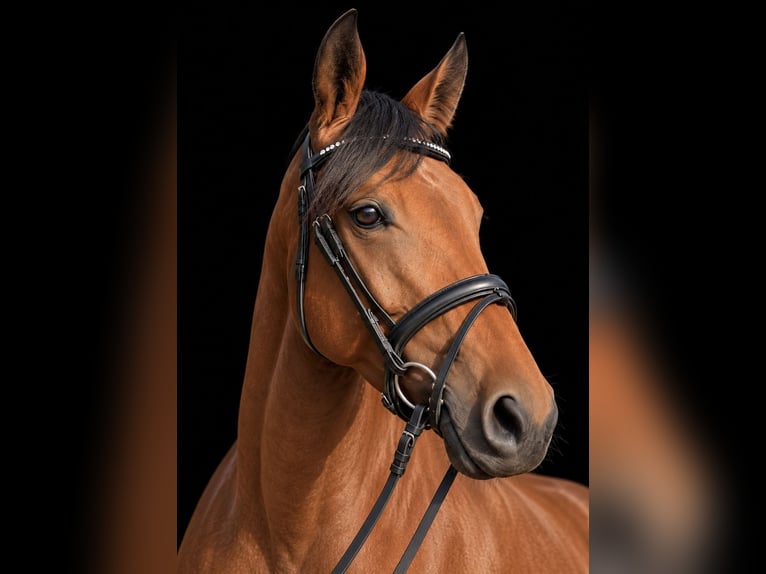 Deutsches Sportpferd Stute 4 Jahre 161 cm Brauner in Schladming