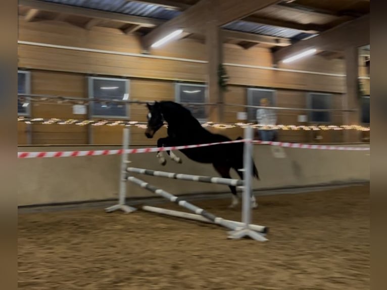 Deutsches Sportpferd Stute 4 Jahre 161 cm Dunkelbrauner in Donaueschingen