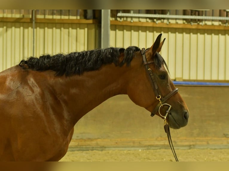 Deutsches Sportpferd Stute 4 Jahre 162 cm Brauner in Geilenkirchen