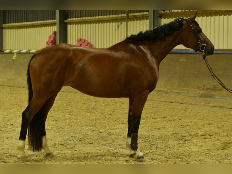 Deutsches Sportpferd Stute 4 Jahre 162 cm Brauner in Geilenkirchen