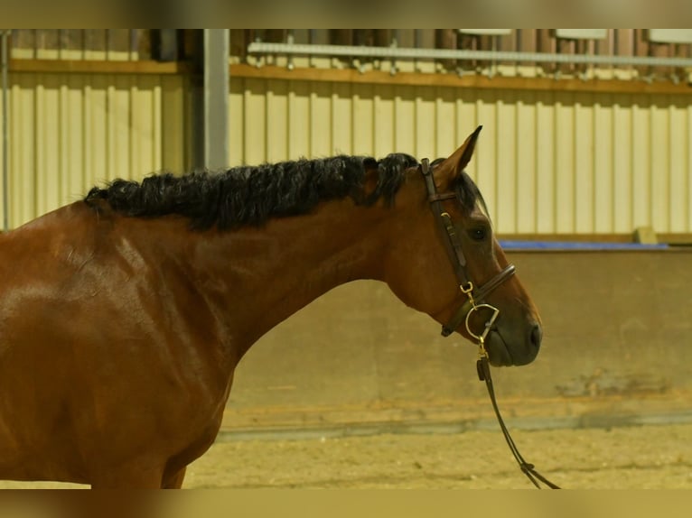 Deutsches Sportpferd Stute 4 Jahre 162 cm Brauner in Geilenkirchen