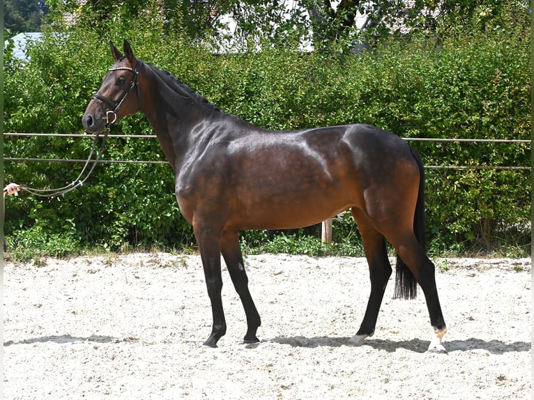 Deutsches Sportpferd Stute 4 Jahre 162 cm Brauner in Lonsee