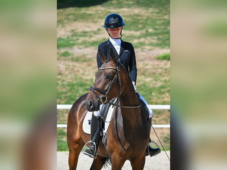 Deutsches Sportpferd Stute 4 Jahre 162 cm Brauner in Gomadingen