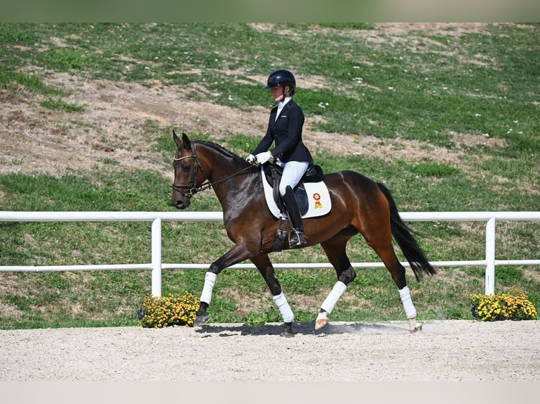 Deutsches Sportpferd Stute 4 Jahre 162 cm Brauner in Gomadingen