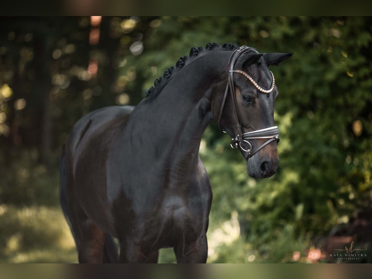Deutsches Sportpferd Stute 4 Jahre 162 cm Dunkelbrauner in Wehringen