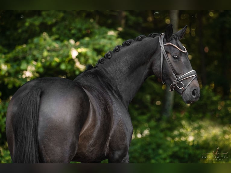 Deutsches Sportpferd Stute 4 Jahre 162 cm Dunkelbrauner in Wehringen