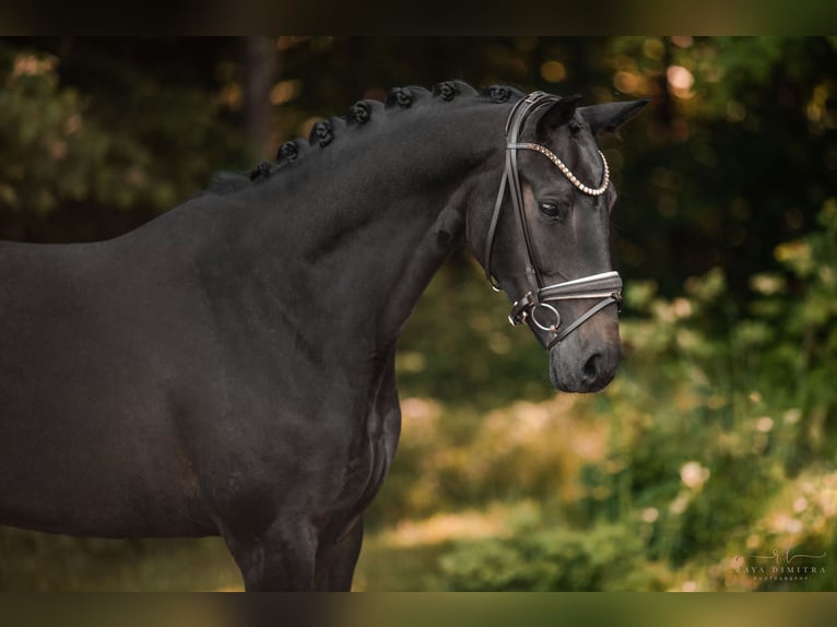 Deutsches Sportpferd Stute 4 Jahre 162 cm Dunkelbrauner in Wehringen