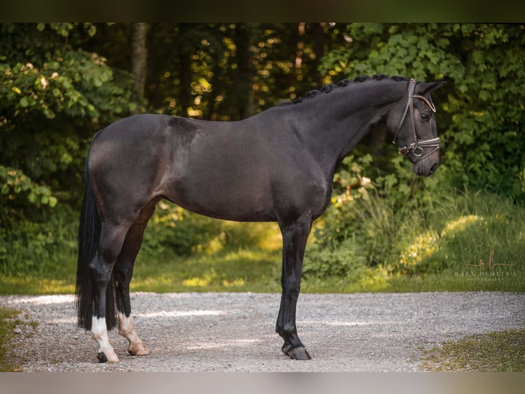 Deutsches Sportpferd Stute 4 Jahre 162 cm Dunkelbrauner in Wehringen