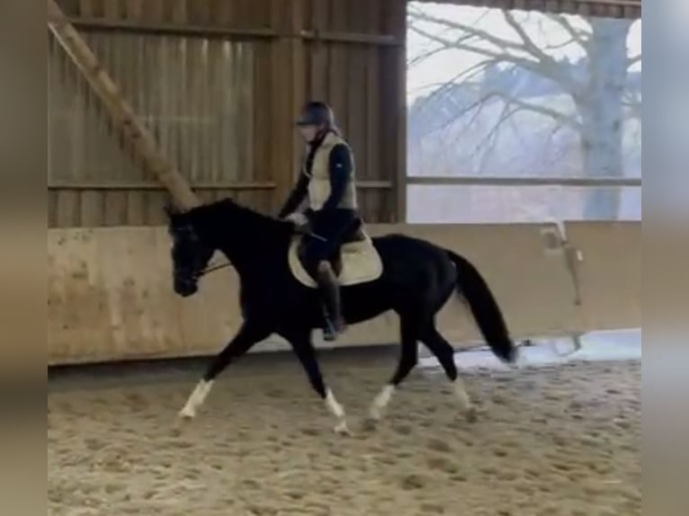 Deutsches Sportpferd Stute 4 Jahre 162 cm Rappe in Pfaffenhofen Weilet