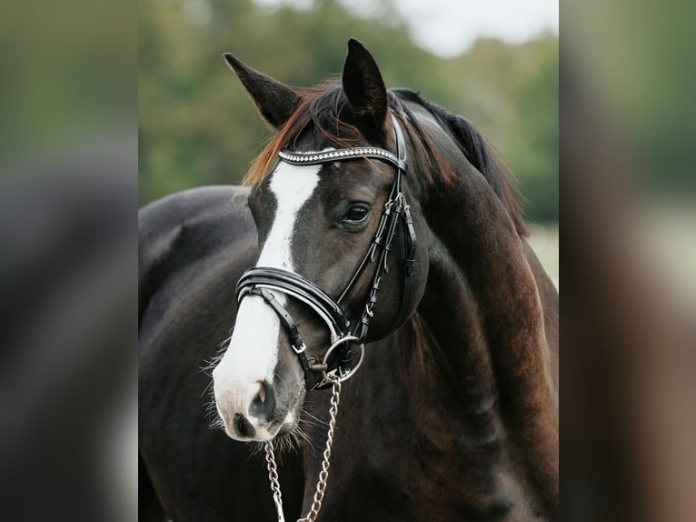 Deutsches Sportpferd Stute 4 Jahre 162 cm Rappe in Loewenberger Land
