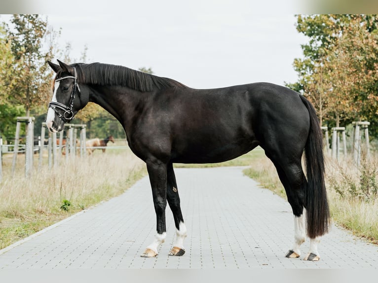 Deutsches Sportpferd Stute 4 Jahre 162 cm Rappe in Loewenberger Land