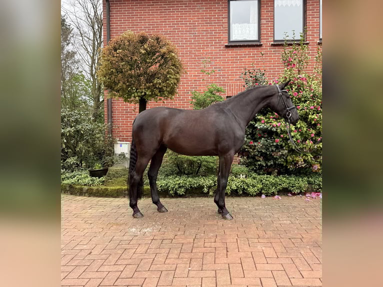 Deutsches Sportpferd Stute 4 Jahre 162 cm Rappe in Bramsche