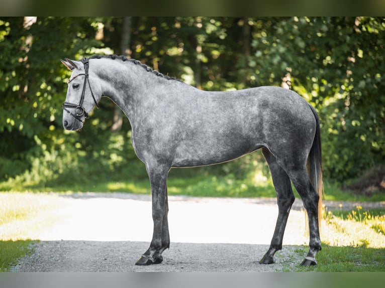 Deutsches Sportpferd Stute 4 Jahre 162 cm Schimmel in Wehringen