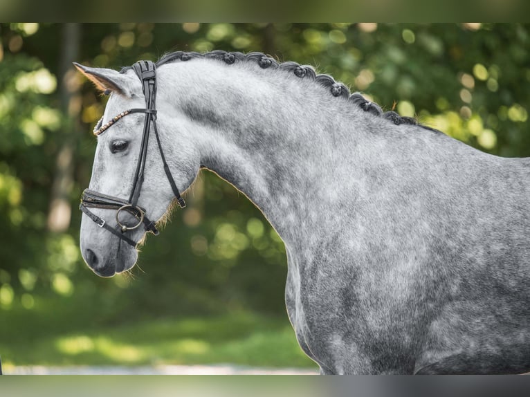 Deutsches Sportpferd Stute 4 Jahre 162 cm Schimmel in Wehringen