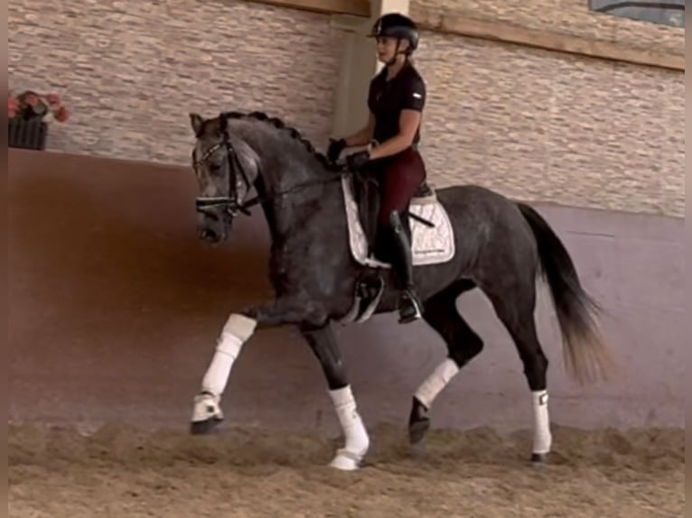 Deutsches Sportpferd Stute 4 Jahre 162 cm Schimmel in Wehringen