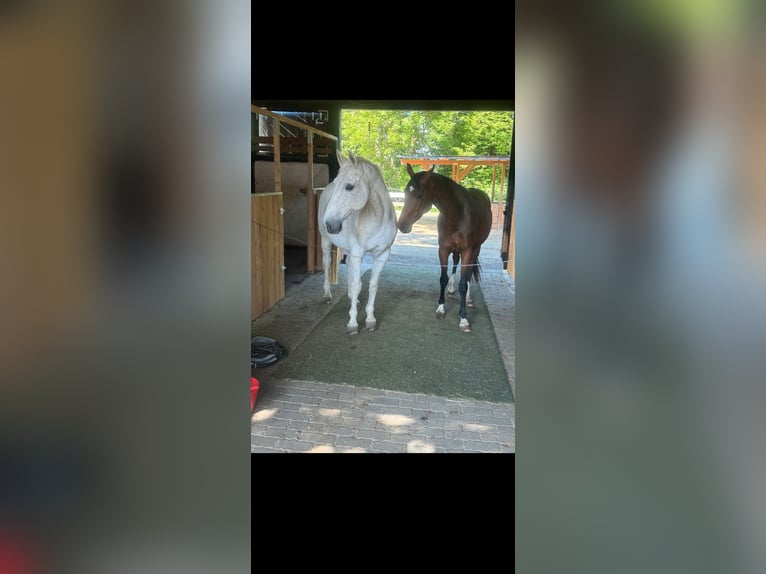 Deutsches Sportpferd Stute 4 Jahre 162 cm Schwarzbrauner in Engelskirchen