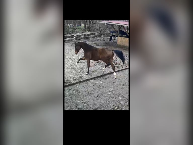 Deutsches Sportpferd Stute 4 Jahre 162 cm Schwarzbrauner in Engelskirchen