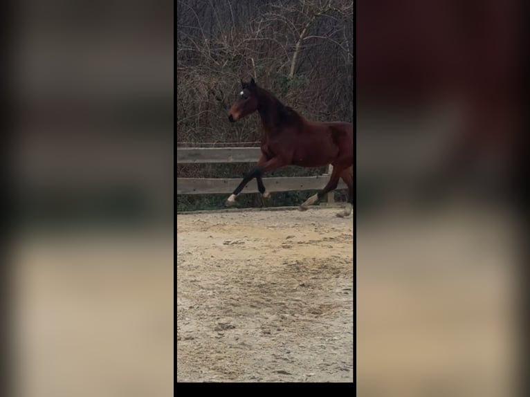 Deutsches Sportpferd Stute 4 Jahre 162 cm Schwarzbrauner in Engelskirchen