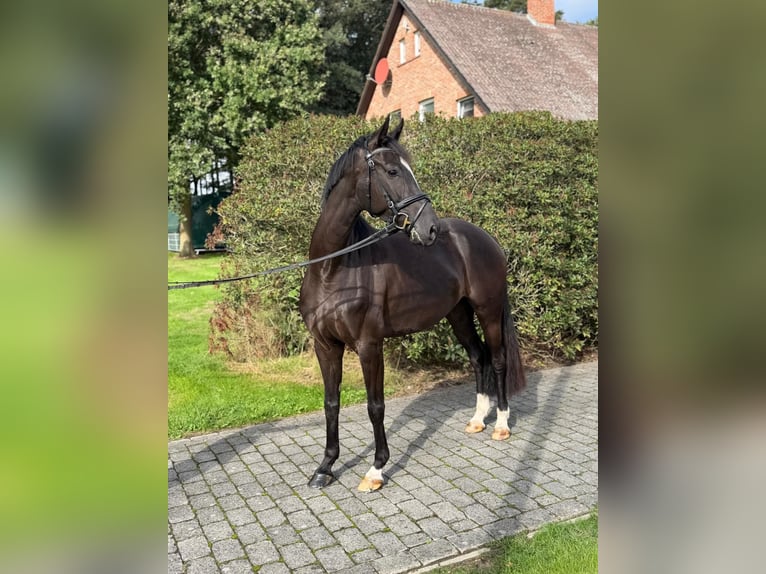 Deutsches Sportpferd Stute 4 Jahre 162 cm Schwarzbrauner in Tornesch