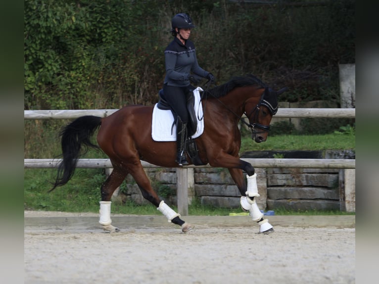 Deutsches Sportpferd Stute 4 Jahre 163 cm Brauner in Arnsdorf Deutsches Sportpferd Stute 4 Jahre 163 cm Brauner in Arnsdorf