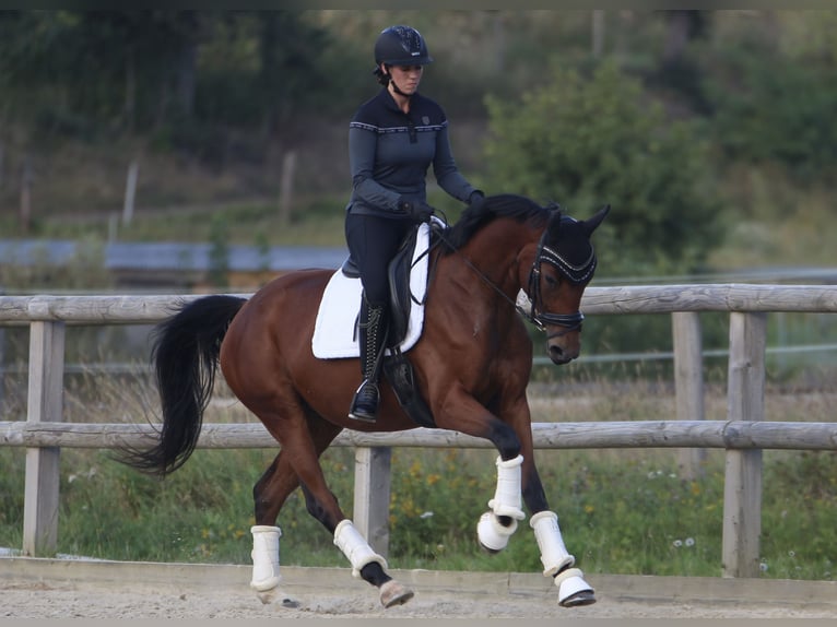 Deutsches Sportpferd Stute 4 Jahre 163 cm Brauner in Arnsdorf Deutsches Sportpferd Stute 4 Jahre 163 cm Brauner in Arnsdorf