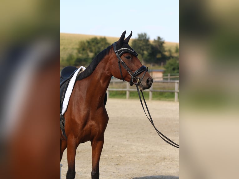 Deutsches Sportpferd Stute 4 Jahre 163 cm Brauner in Arnsdorf Deutsches Sportpferd Stute 4 Jahre 163 cm Brauner in Arnsdorf
