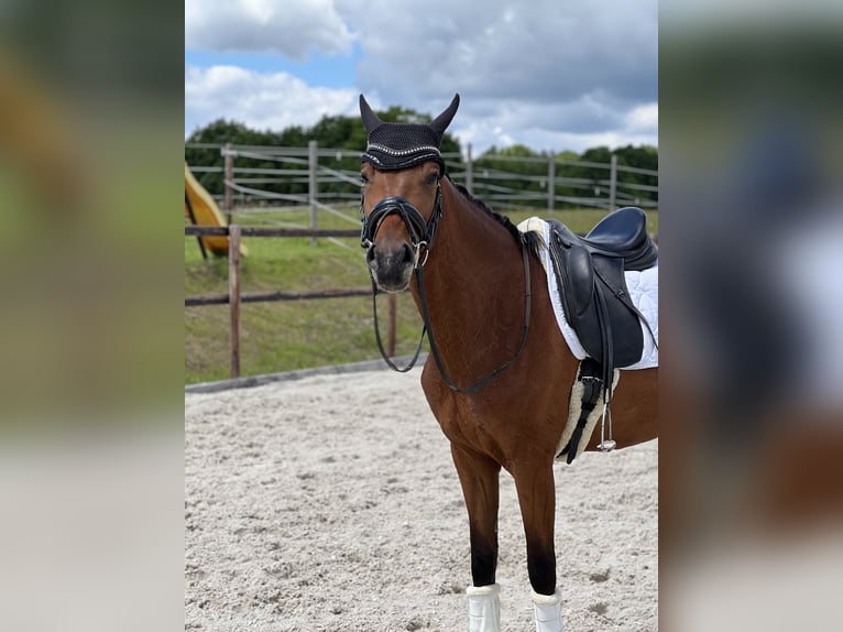 Deutsches Sportpferd Stute 4 Jahre 163 cm Brauner in Arnsdorf