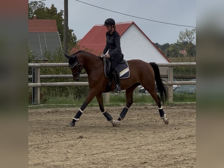 Deutsches Sportpferd Stute 4 Jahre 163 cm Brauner in Arnsdorf