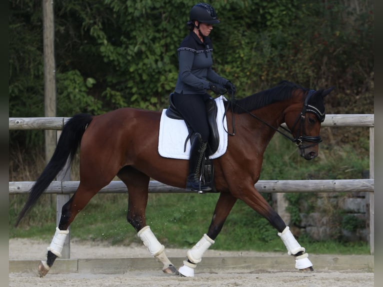 Deutsches Sportpferd Stute 4 Jahre 163 cm Brauner in Arnsdorf Deutsches Sportpferd Stute 4 Jahre 163 cm Brauner in Arnsdorf