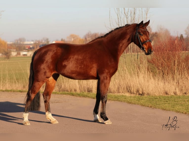 Deutsches Sportpferd Stute 4 Jahre 163 cm Brauner in Roßbach