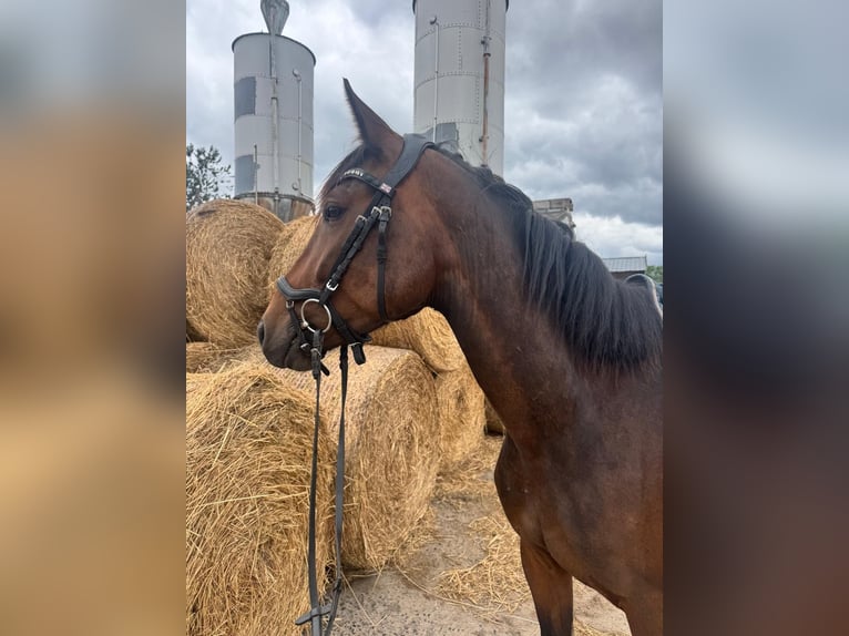 Deutsches Sportpferd Mix Stute 4 Jahre 163 cm Brauner in Bernau