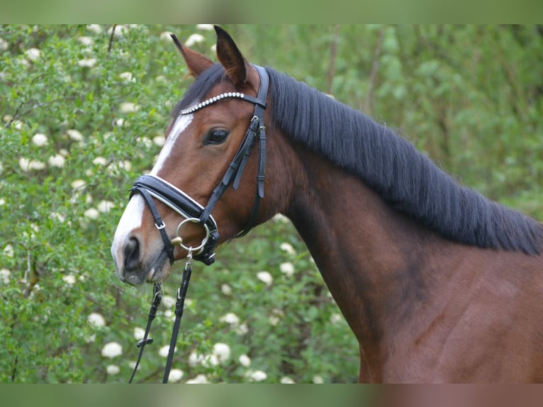 Deutsches Sportpferd Stute 4 Jahre 163 cm Brauner in Aitrang