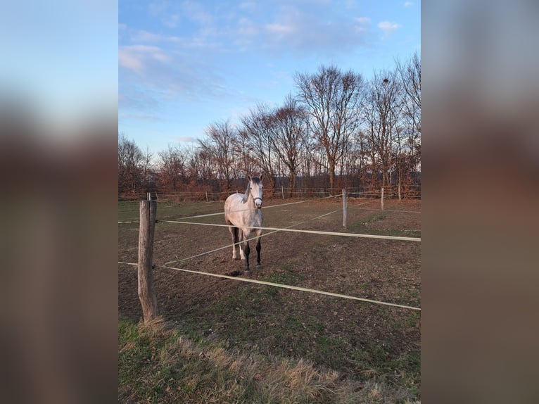 Deutsches Sportpferd Stute 4 Jahre 163 cm Braunfalbschimmel in Tittmoning