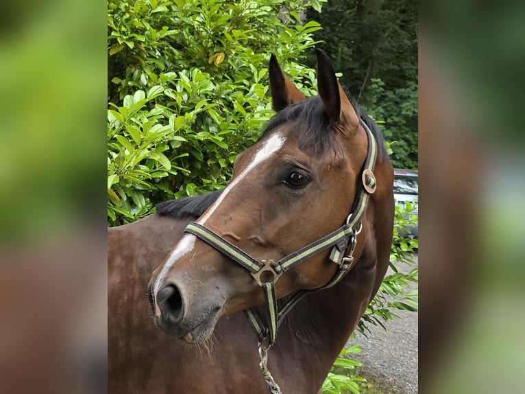 Deutsches Sportpferd Stute 4 Jahre 163 cm Dunkelbrauner in Braunschweig