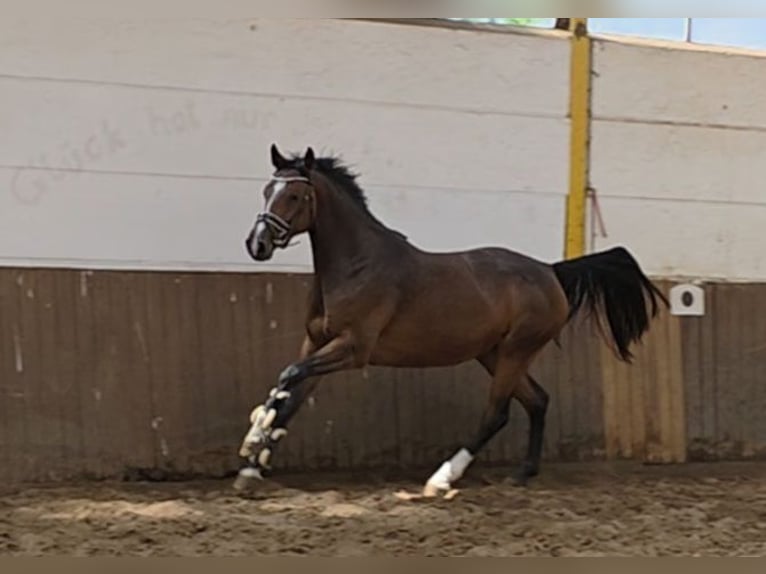 Deutsches Sportpferd Stute 4 Jahre 163 cm Dunkelbrauner in Braunschweig