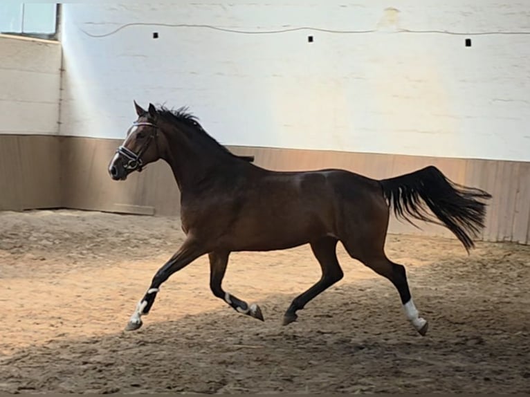Deutsches Sportpferd Stute 4 Jahre 163 cm Dunkelbrauner in Braunschweig