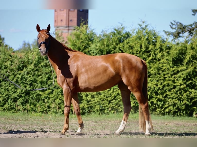 Deutsches Sportpferd Stute 4 Jahre 163 cm Dunkelfuchs in Neustadt (Dosse)