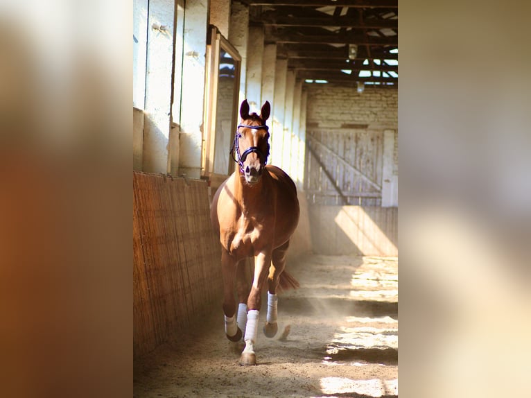 Deutsches Sportpferd Stute 4 Jahre 163 cm Fuchs in Rätzlingen