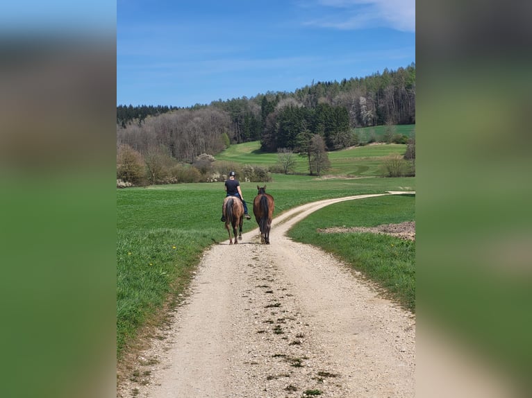 Deutsches Sportpferd Stute 4 Jahre 163 cm Hellbrauner in Stockach