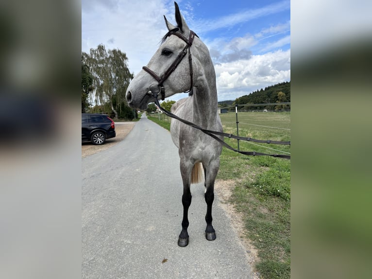 Deutsches Sportpferd Stute 4 Jahre 163 cm Schimmel in Hünfelden