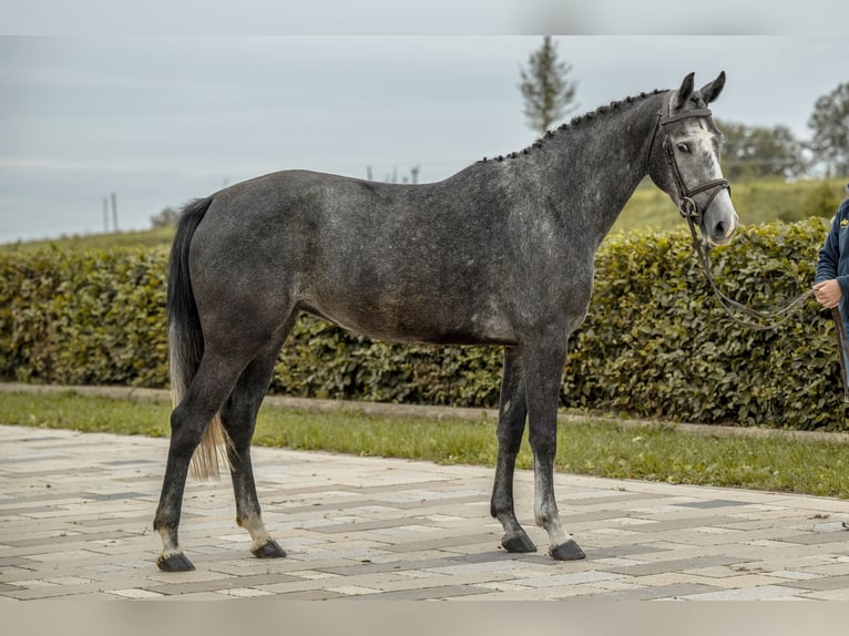 Deutsches Sportpferd Stute 4 Jahre 163 cm Schimmel in Gomadingen